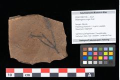 Foto (Objekt + Etikett) von Widdringtonia ungeri Endl. (NHMW-GEO-2024-0188-0130)
